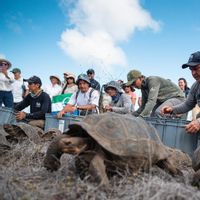 Kura-kura Raksasa Kembali ke Kepulauan Galápagos Setelah Hampir 150 tahun
