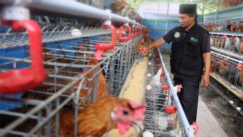 Melihat Lebih Dekat Pemberdayaan Peternakan Ayam Arab Dompet Dhuafa di Bulan Ramadan
