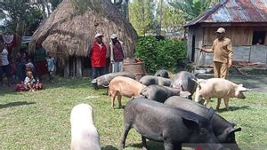 Asal Tak Dijual! Ternak Babi jadi Investasi Masa Depan Warga di 7 Kampung Jayawijaya Papua Pegunungan