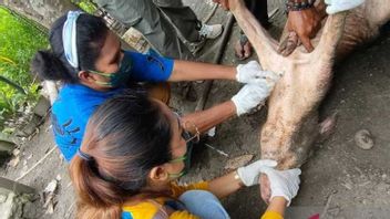 عدم الرغبة في استيلاء حالات إنفلونزا الخنازير ، أغلقت حكومة جايابورا ريجنسي الوصول إلى دخول لحم الخنزير من ميميكا