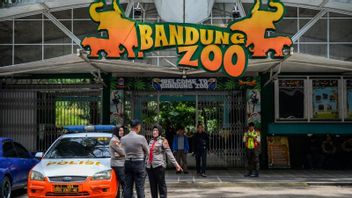 バンドン動物園の許可は取り消される危機にしており、経営陣はジェラパ、レクウェ、グヌをサファリパークに戻しています