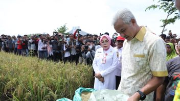 Ganjar Pranowo让千禧一代农民参与增加水稻产量