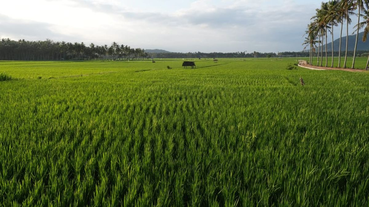 Telah Biaya Rp42,2 Miliar, Rehabilitasi di Pengga Lombok Tengah Rampung 31 Desember 2025