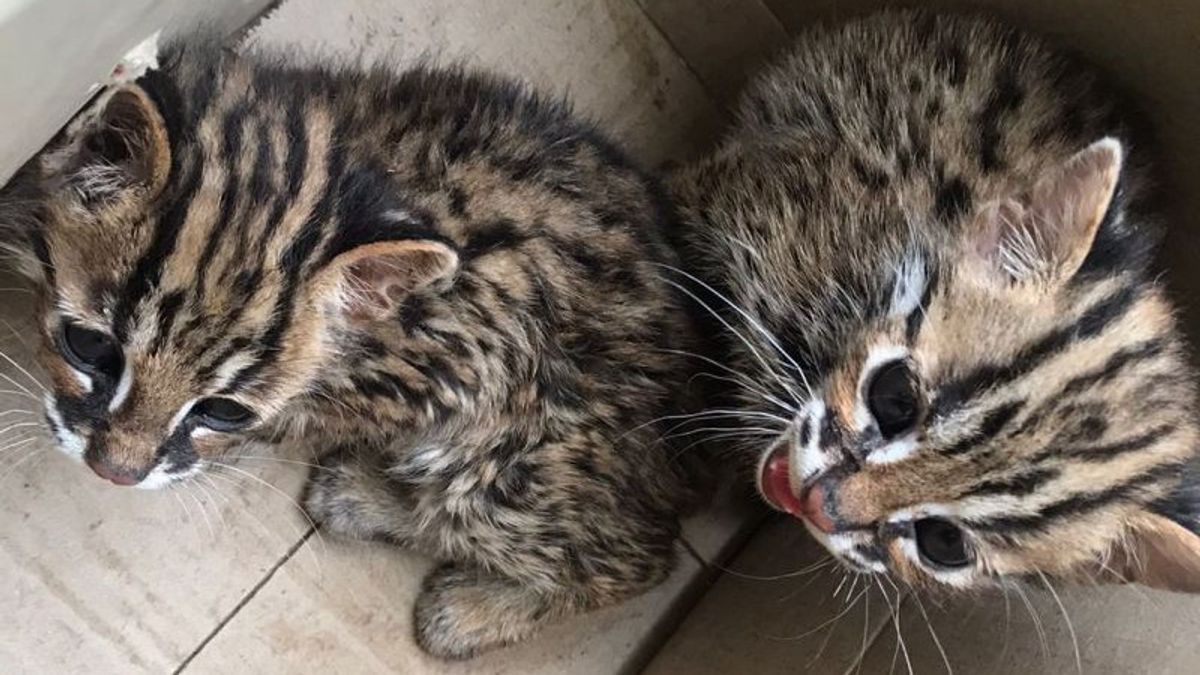 Dibawa ke Klinik karena Sakit, Warga Medan Disuruh Serahkan Kucing Kuwuk ke Balai Konservasi