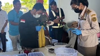 남파푸아에서 자카르타로 파충류 190마리 밀수입 성공