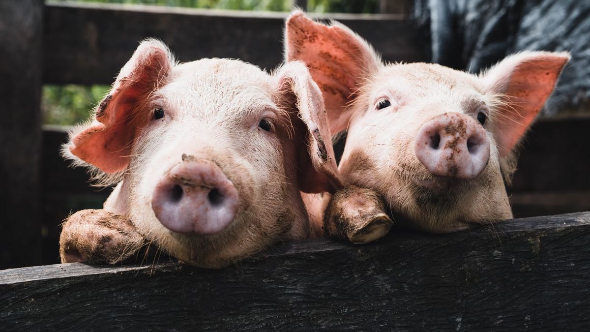 Des scientifiques japonais récoltent des porcs pour des transplantations d'organes humains