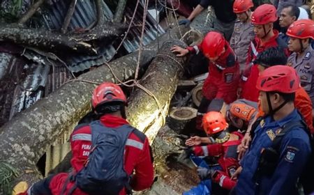 2 Korban Tertimpa Pohon Tumbang di Biringkanaya Makassar Meninggal