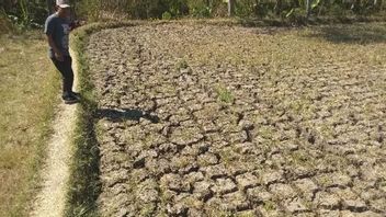 自由,井里汶的稻田干旱达到878公顷