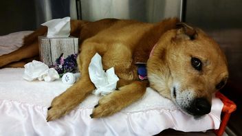 Le Virus H3N2 De La Grippe Canine (CIV) Monte En Flèche, Les Propriétaires De Chiens De Los Angeles Invités à Signaler Au Ministère De La Santé