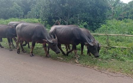 Tak Ada Harapan Sembuh, 88 Ekor Sapi Terjangkit Penyakit di Rokan Hulu Riau Terpaksa Dipotong