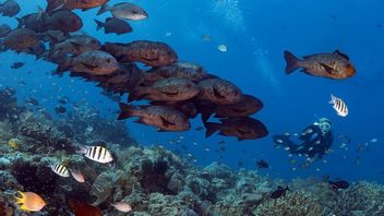 印度尼西亚最佳潜水地点，潜水员的天堂