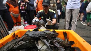 Respons Kritik MUI, Pemprov DKI Akui Penguburan Ikan Sapu-Sapu Masih Hidup Sulit Dihindari