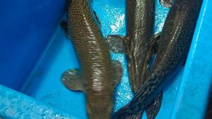 官员们在Johar Baru装饰鱼市场出售的4条Gar Alligator鱼