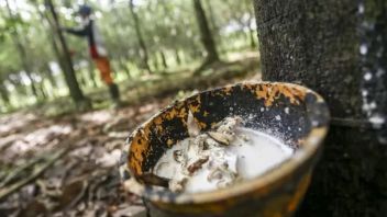 Malaysia Records Natural Rubber Production Lesu In January