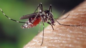 Bahan Alami Pengusir Nyamuk, Sederhana dan Tidak Ribet