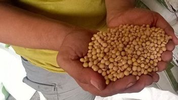 Good News For Tofu And Tempe Producers, The Government Is Preparing Soybean Subsidies