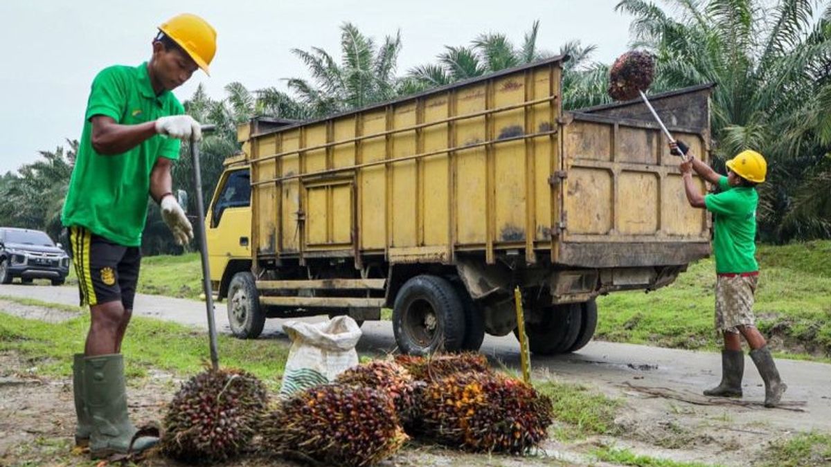 Minister Teten Yakin Keberadaan Minyak Makan Merah Akan Sejahterakan Petani