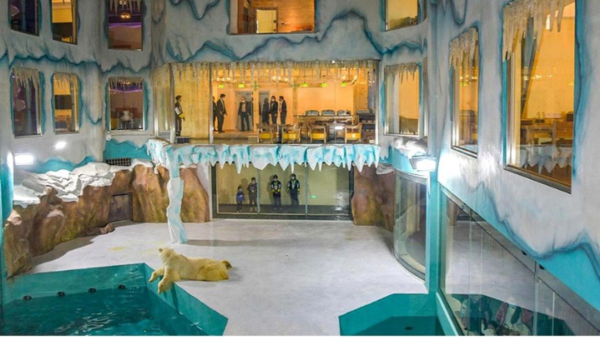 وقد انتقد هذا الفندق في الصين لإظهار الدب القطبي 'الجذب السياحي'