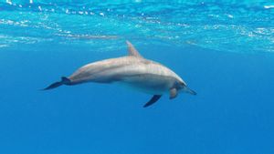 Jadi Kegiatan Wisata Populer, Hawaii Larang Berenang dengan Lumba-lumba 