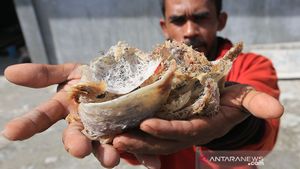Pajak Usaha Sarang Burung Walet di Belitung Mencapai Rp750 Juta