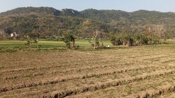 En entrant dans le chute, 500 000 pompes d’eau fournies par le gouvernement d’aide aux agriculteurs à Bantul