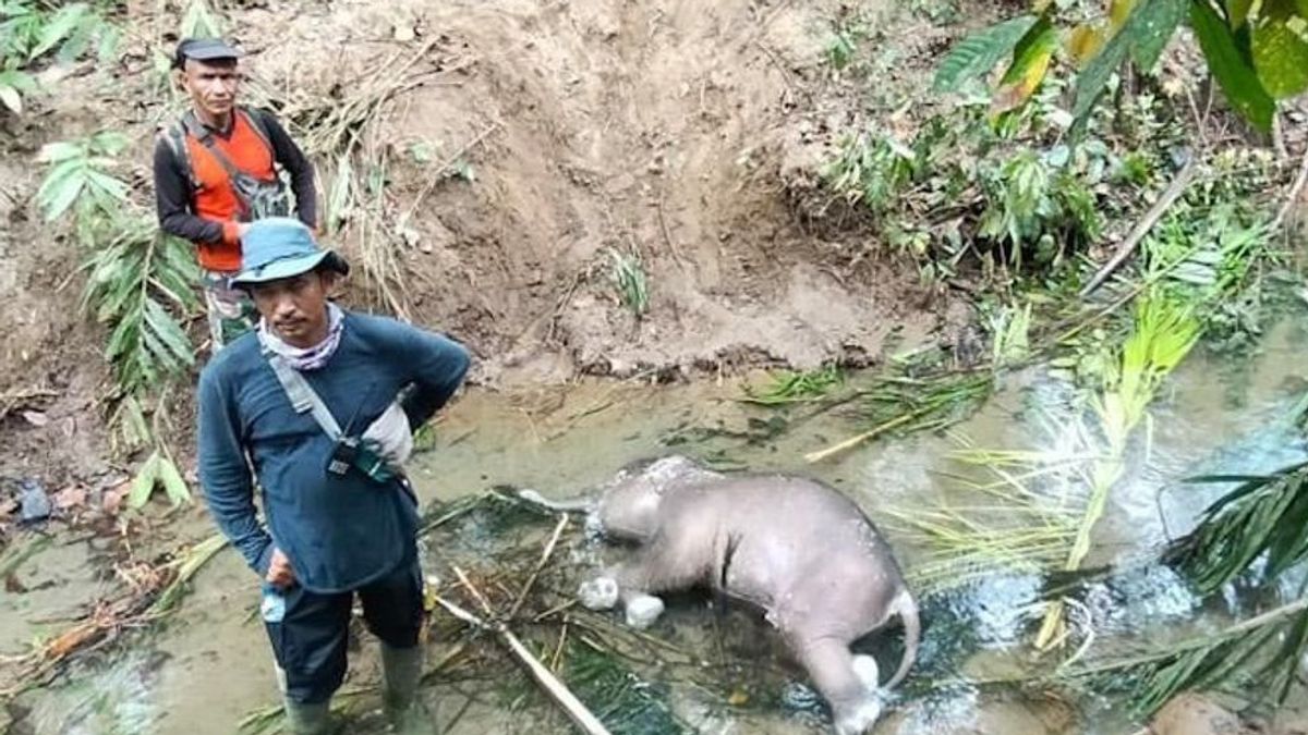 Bayi Gajah Ditemukan Mati di Kabupaten Pidie Aceh