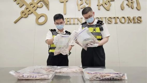 Desperate To Bring 100 Life Snakes In Pants, This Man Was Intercepted By Customs Officers At The Border
