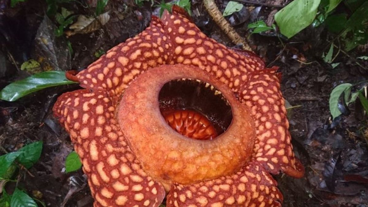 Bunga Rafflesia Kembali Ditemukan Mekar di Hutan Gaduangbeo Solok Usai Lebaran