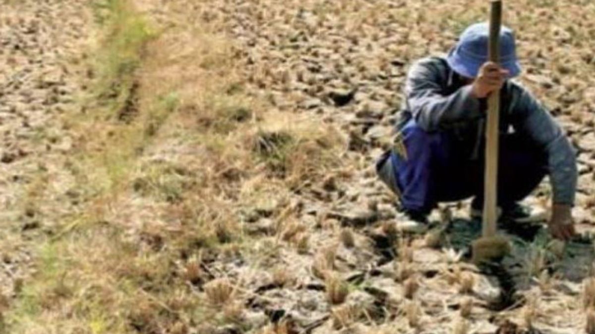 موسم الجفاف، من المتوقع أن تشهد 13 مقاطعة في بندر لامبونغ الجفاف