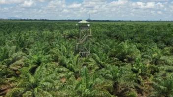 The Governor Of West Kalimantan Asked Palm Companies To Form Villages In Independent Plantation Areas