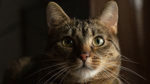 Bukan Lihat Makhluk Halus, Ini 5 Alasan Kenapa Kucing Suka Menatap Dinding Kosong