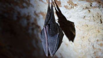 科学家进入洞穴研究蝙蝠的新科罗纳病毒