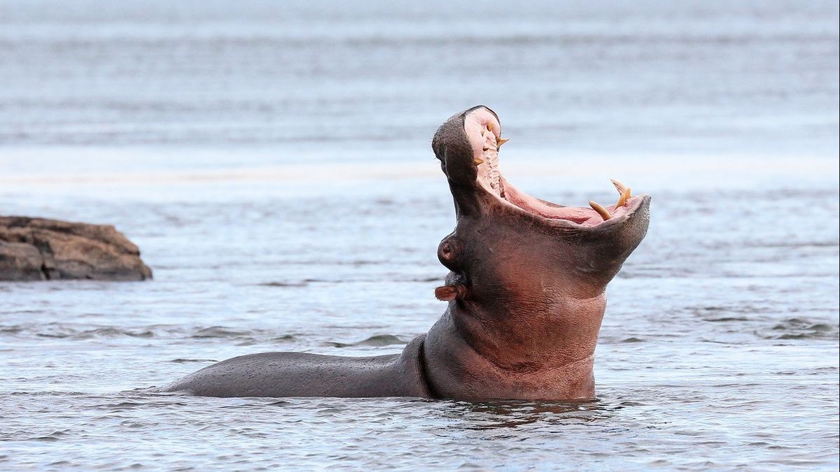 Recent Study Finds Nile Horses Can 'fly' When Moving Fast