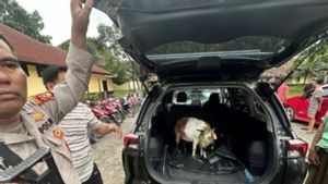 Maling Kambing di Ogan Ilir Pakai Senpi Rakitan dan Sajam Saat Beraksi, Dihadang Polisi Saat Kabur