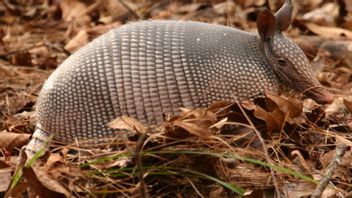 Two Tonnes Of Pangolin Scales And Elephant Ivory Enter Vietnam Illegally