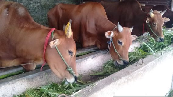 Sapi Masuk Bangka Barat Wajib Karantina 14 Hari, Cegah Penyebaran PMK 