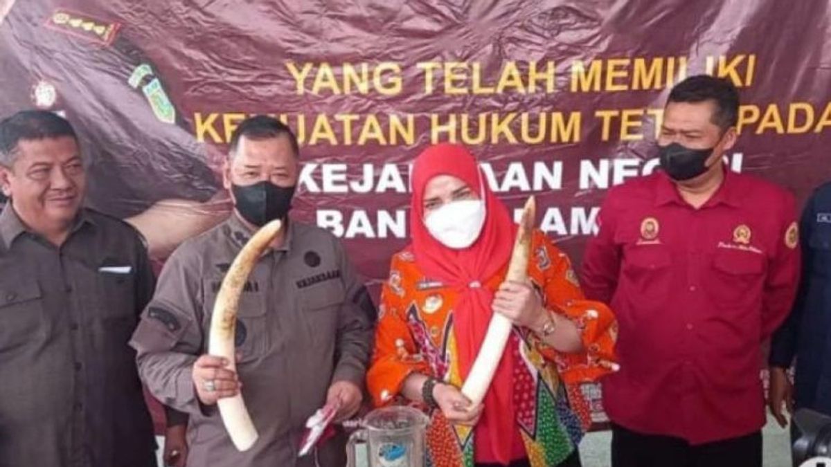 Bandar Lampung Kejari Musnahkan 2 Gading Gajah
