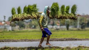Komisi IV DPR Dorong Evaluasi Tata Niaga Gula untuk Capai Swasembada Pangan