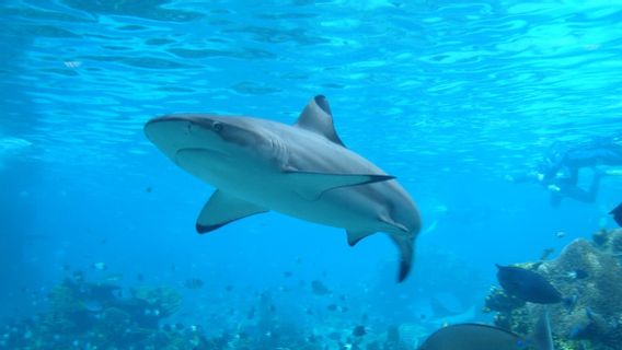 After 11 Years, Maldives Plans To Re-Legalize Commercial Shark Catching