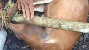 Balai TN Gunung Rinjani Temukan Pemburuan Kijang Munjak, Kasusnya Diproses Penegak Hukum 