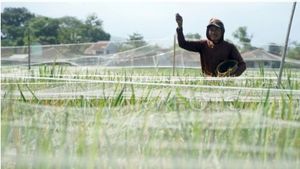Hama Wereng Serang Ratusan Hektare Sawah di Trenggalek dan Tulungagung