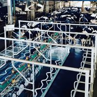 Didukung Bappenas, PSN Kandangan Madiun Perkuat Produksi Susu Nasional