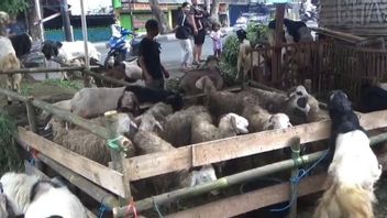 Le chiffre d’affaires des trafiquants d’animaux d’abattage à Jaktim a baissé 30% après les inscriptions à l’école