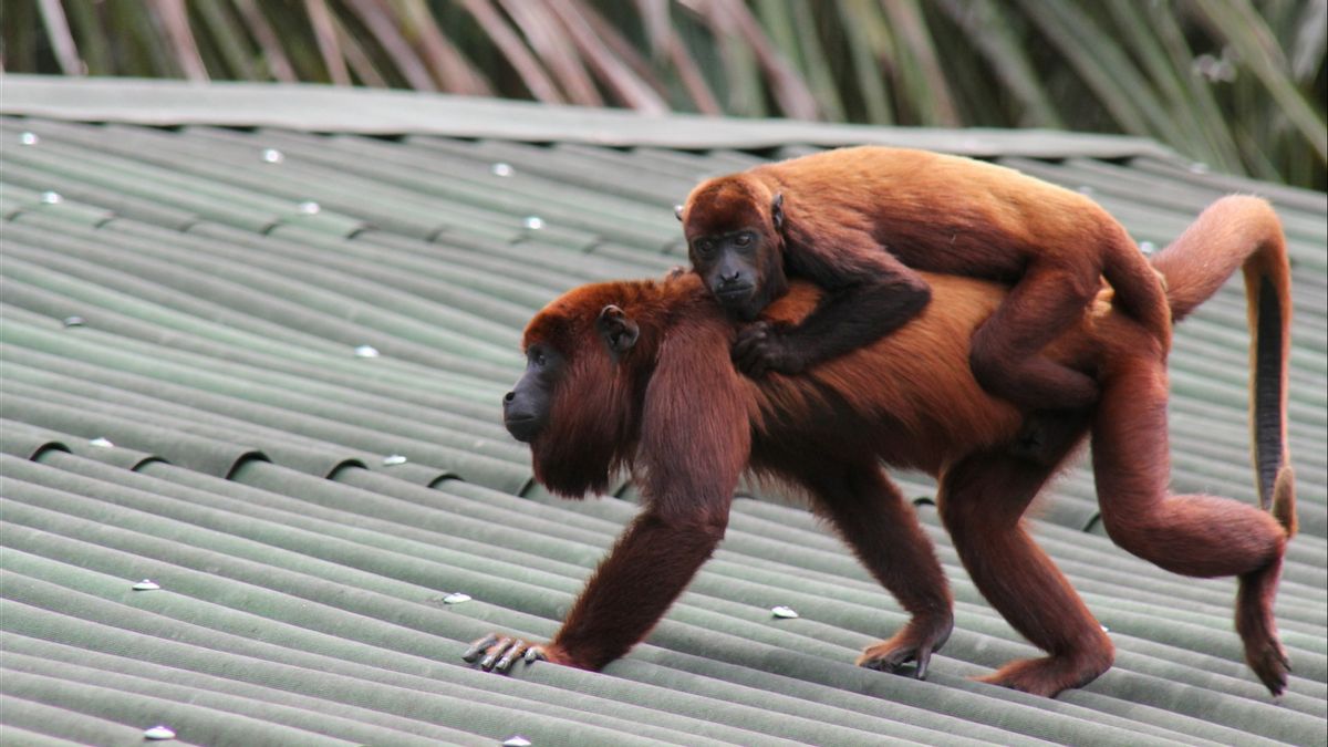 Mexique : 38 singes de Howler sont tombés d'un arbre