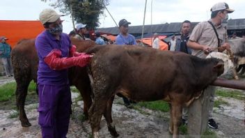 口と爪の病気は、テマングン、孤独な市場価格で1頭あたり100万ルピア下落牛の売上高を「ヒット」