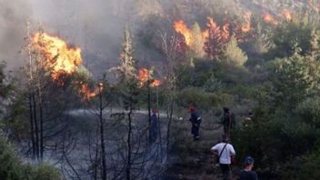 Tiga Bulan Terakhir, 131 Hektare Lahan Gabut Terbakar di Riau