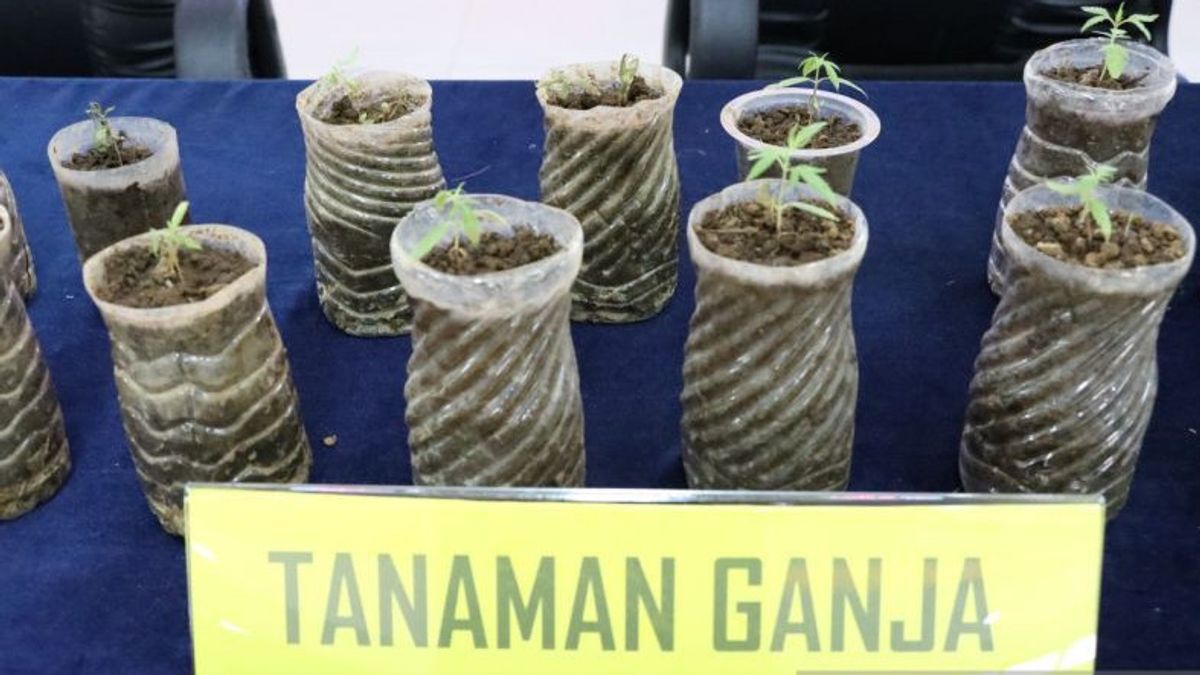 Not Wanting To Spend Money, Youth In Bogor Buy Ganja Seeds Through Social Media And Planting At Home