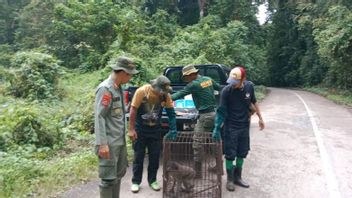 BKSDA Sultra Lepasliarkan Monyet Endemik Pulau Buton