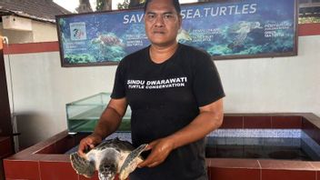 登巴萨Sindhu海滩的居民准备24只保护海龟，供佐科威在G20峰会期间释放