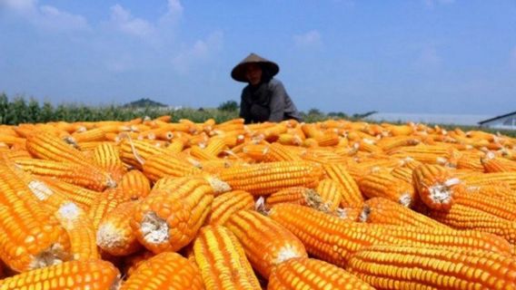 协调部长祖拉斯尚未授予工业玉米进口许可证